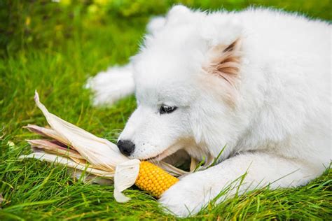 Can Dog Ate Corn Husk? Things To Do To Help Your Dogs