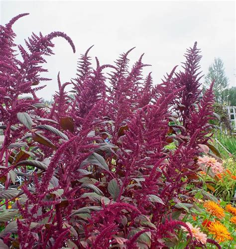 About Amaranth How To Grow Amaranth West Coast Seeds