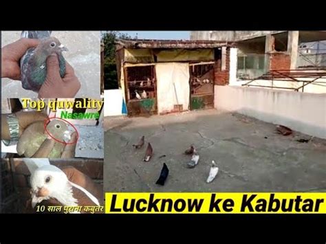 Top Quality Ke Nasawrelucknow Ke KabutarSoljer KabutarKabutoor Sale