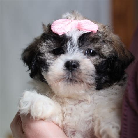 Shichon Zuchon Puppies for Sale Near Me | Adorable Teddy Bear Dogs from
