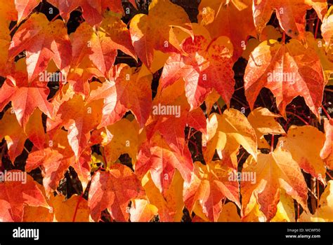 Fall leaves orange background Stock Photo - Alamy