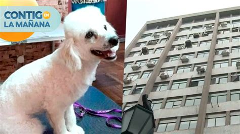 Denuncian Negligencia Perrita Muere Al Caer Desde El Piso De Una