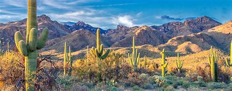 Sabino Canyon | Tucson Guide