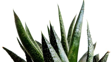 Download Dark Green Aloe Vera Wallpaper