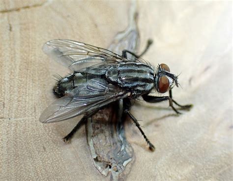 Sarcophaga Hirticrus Male Whiteford Burrows The Gower 2 Flickr