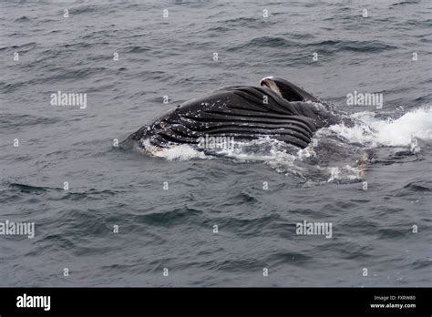 Humpback whale mouth open hi-res stock photography and images - Alamy