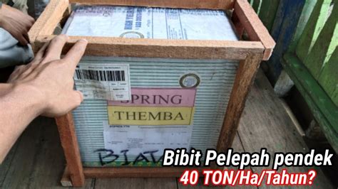 Penggemar Pelepah Pendek Wajib Lihat Unboxing Bibit Sawit Unggul Costa