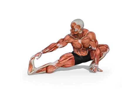 Best Hamstring Stretches To Bulletproof Your Lower Back