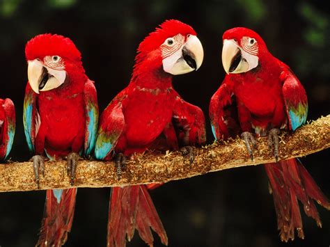 1600x1200 free wallpaper and screensavers for red and green macaw JPG ...