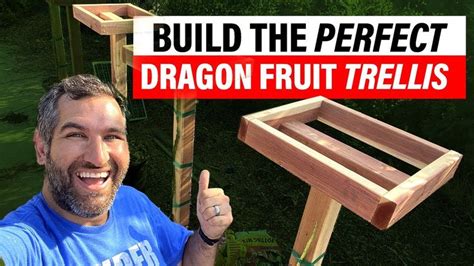 DIY Dragon Fruit Trellis The Best Way To Grow Your Own Dragonfruit