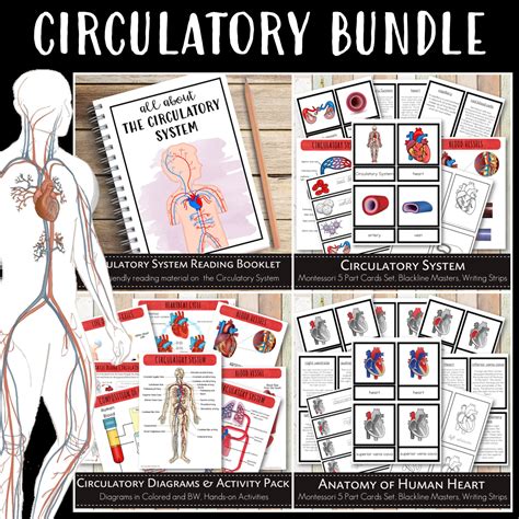 Circulatory System Bundle Pack Pinay Homeschooler Shop