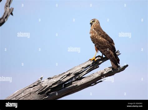 African Marsh Harrier Hi Res Stock Photography And Images Alamy