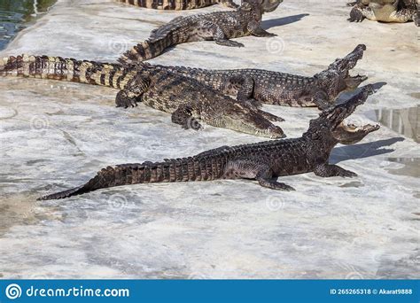 Close-up Portrait of Crocodile is Opening Its Mouth at the Crocodile ...