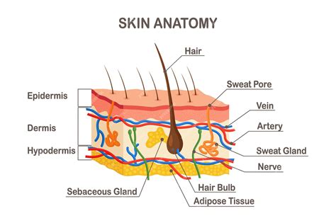 Sebaceous Glands 