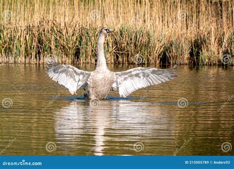 Juvenile Mute Swan Spreading Wings And Preening Feathers Stock Image