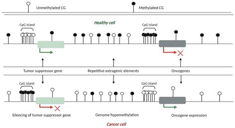 Reprogramming of the Genome-Wide DNA Methylation Landscape in Three ...