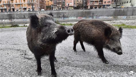 Genova Cinghiali A Spasso All Alba In Via Venti Settembre La Repubblica