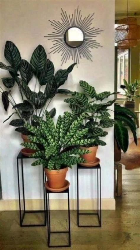 Ideas to decorate the interior of your house with plants | 室内 植物, 植物の装飾, グリーン インテリア