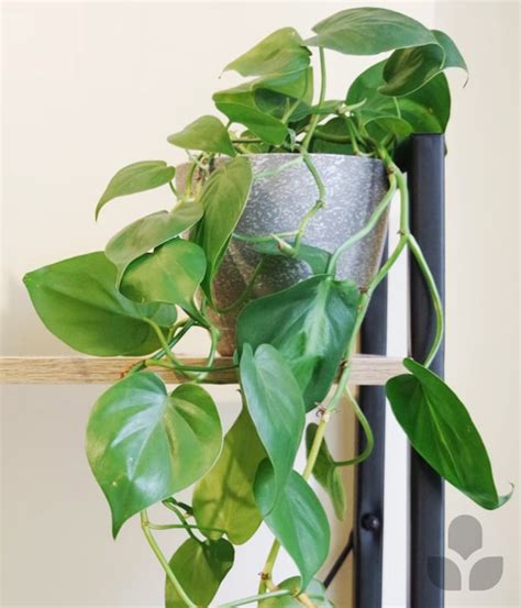 Philodendron Care Tips – Nabteh.com