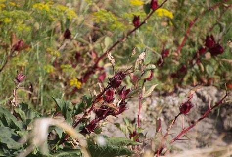 Каркаде - Чайная Гавань