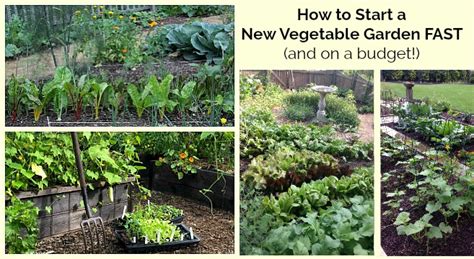 start  vegetable garden fast    budget