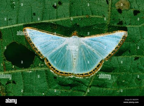 Blue Moth On A Leaf Stock Photo Alamy