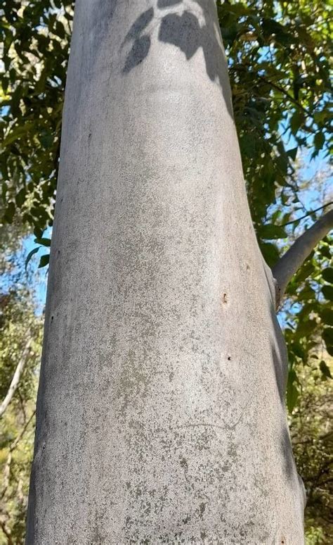 Eucalyptus Grandis W Hill Flooded Gum Useful Plants Of Tropical