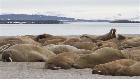 Walrus Colony On Beach. Stock Footage Video 5094503 - Shutterstock