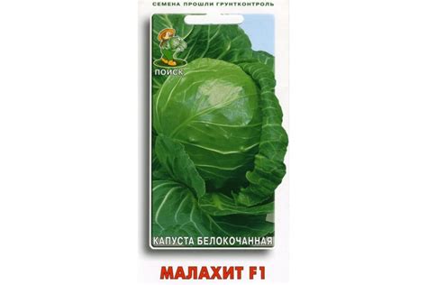 Капуста Малахит – описание сорта, фото, отзывы