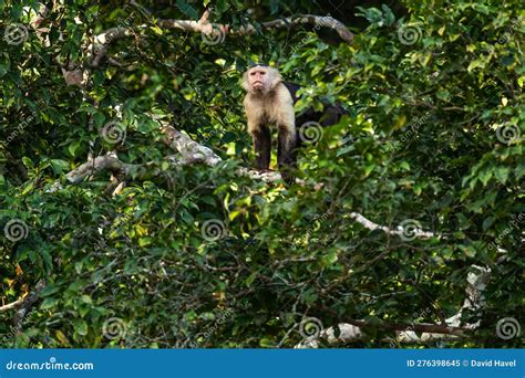 White Faced Capuchin Cebus Capucinus Stock Image Image Of Branch