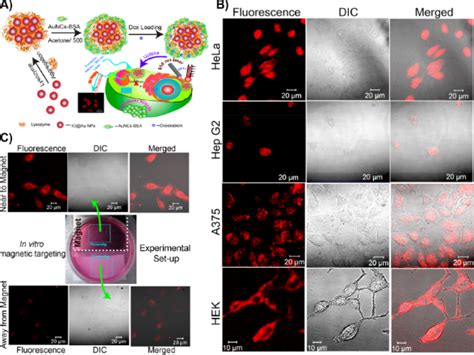 Bjnano Luminescent Gold Nanoclusters For Bioimaging Applications