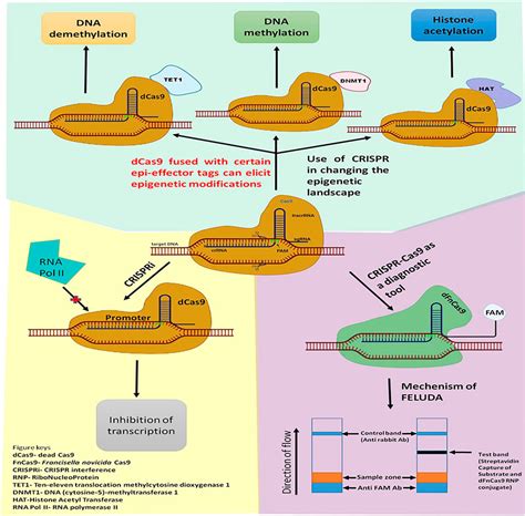 Frontiers Cas D A New Molecular Scissor For Transcriptome Engineering