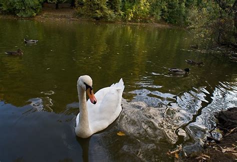 Сверхширокоугольный объектив Мир 47