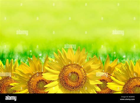 Sfondo Blu E Girasoli Immagini E Fotos Stock Alamy