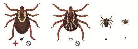 Tick Identification Ticks