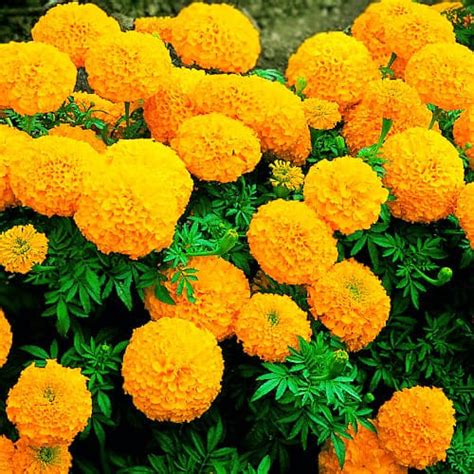 Бархатцы Мандарин 🌱 - купить семена бархатцев в Украине | FLORIUM.UA