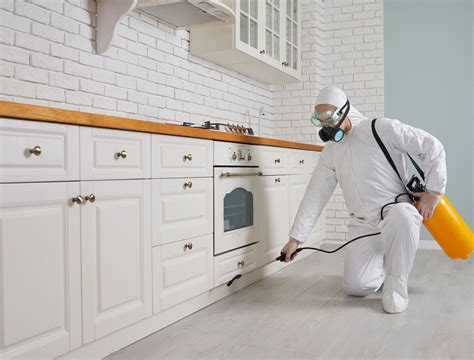 Termites In Kitchen 8 Tips To Ensure Your Kitchen Is Termite Free