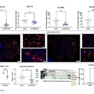 Gene expression analysis of chemokines and inflammatory cytokines ...