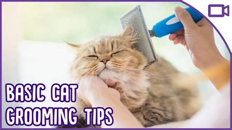 Basic Cat Grooming - TOP TIPS! - iCat Shop