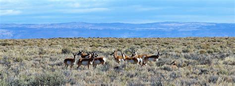 Wildlife Viewing - Travel Oregon