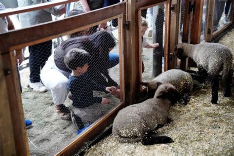 Exposición Rural 2023 un recorrido por la fiesta del campo en la