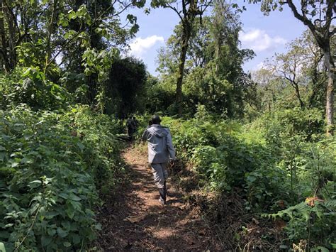 Trekking For Gorillas In Kahuzi-Biega National Park - Kahuzi-Biega