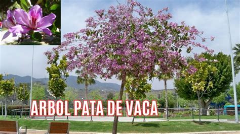 Arbol Pata De Vaca Pezu A De Buey Cuidados Consejos Youtube