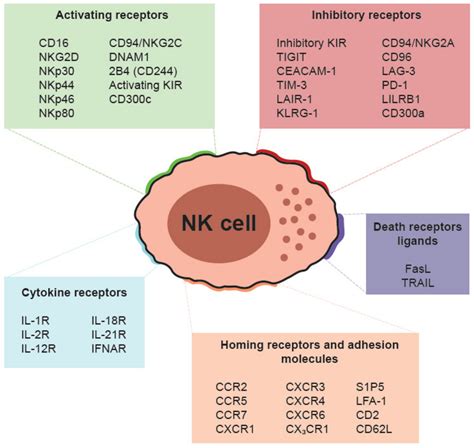 Cancers Free Full Text Nk Cell Based Immunotherapy In Renal Cell