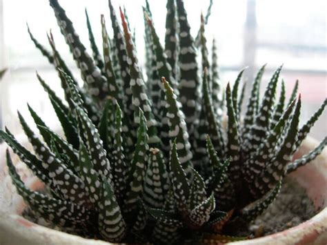 Haworthia And Haworthiopsis Zebra Cactus Guide Ourhouseplants