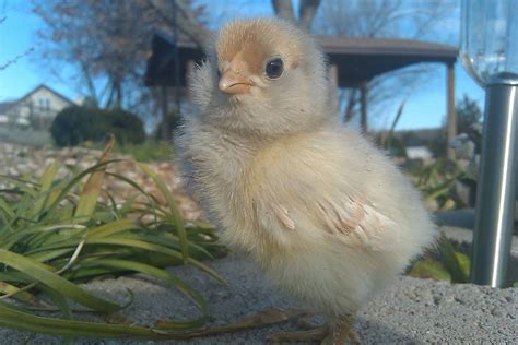 Easter Egger colors | BackYard Chickens - Learn How to Raise Chickens