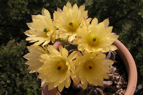 Echinocereus subinermis | Plants, Bloom, Cactus