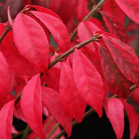 The 19 Best Fall Trees And Shrubs For A Burst Of Fiery Color Euonymus