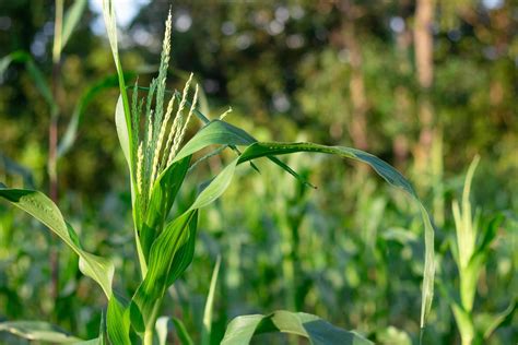 Corn flowers in the garden 2054731 Stock Photo at Vecteezy