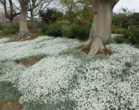 Snow In Summer Seeds Chickweed Cerastium Tomentosum Perennial